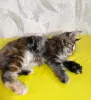 Фото №3. Продаются котята породы мейн-кун. Россия