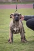 Дополнительные фото: Presa Canario Dog Canary Puppies