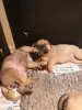 Дополнительные фото: Щенки бульмастифа