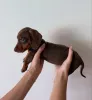 Фото №3. Prachtige teckelpuppy's zoeken een Liefdevol nieuw thuis.  Нидерланды