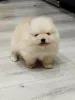 Дополнительные фото: Красивые щенки Pomeranian Spitz