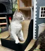 Фото №3. Selkirk Rex Kitten теперь готов. Австрия