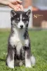 Фото №1. сибирский хаски - купить в Москва за договорная. Объявление №139111
