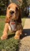 Фото №1. английский кокер-спаниель - купить в Ниже за 58414₽. Объявление №167786