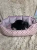 Дополнительные фото: Миниатюрная такса короткошерстная