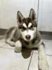 Фото №2 к объявлению №162731 о продаже сибирского хаски - купить в Финляндии заводчик