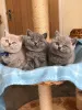 Фото №1. британская короткошёрстная - купить в Хорошо за 31454₽. Объявление №171071