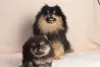 Фото №2 к объявлению №165443 о продаже померанского шпица - купить в Украине из питомника