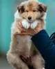 Фото №3. Puppies collie rough.  Чехия