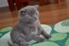 Фото №1. шотландская вислоухая (скоттиш фолд) - купить в Цветок за Бесплатно. Объявление №165683