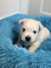 Дополнительные фото: West Highland White Terrier Male FCI