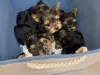 Фото №1. йоркширский терьер - купить в ряд за договорная. Объявление №160035