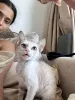Дополнительные фото: Красивые котята снегоступы