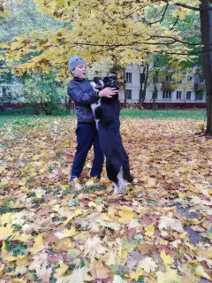 Фото №4. Продажа восточноевропейскую овчарку в Москве из питомника, заводчик - цена 20000руб