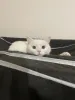 Фото №3. Игривый британский ван гибрид.. Турция