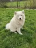 Дополнительные фото: SAMOYED LOF BABIES - 2 КОБЕЛЯ, РОЖДЕННЫЕ 04.06.23