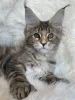 Фото №1. мейн-кун - купить в Альбом за 121₽. Объявление №161200