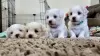 Дополнительные фото: Maltese puppies 3 boys