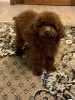 Фото №3. Toy poodle 8 months/male.  Украина