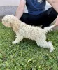 Фото №3. Lagotto Romagnolo, щенок доступен.  Сербия