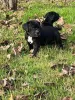 Фото №3. Nuttede Cane Corso очень красив и безопасен для всех.  Дания