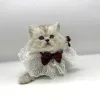 Фото №1. шотландская (скоттиш страйт) - купить в Нью-Йорке за 107842₽. Объявление №175684