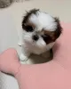 Фото №3. Entzückende Shih-Tzu-Welpen suchen ein Liebevolles Zuhause!.  Германия