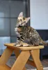 Дополнительные фото: Элитные бенгальские котята котик