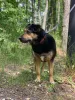 Фото №3. Милейшая Дара ищет дом!.  Россия