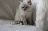 Дополнительные фото: Очаровательные котята ищут любящих хозяев
