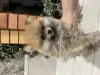 Дополнительные фото: Щенята шпица