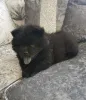 Дополнительные фото: Щенки чау-чау