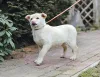 Дополнительные фото: Ищет дом маленькое щенячье сердце