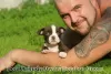 Дополнительные фото: American Bully