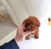 Фото №3. beautiful red Toy Poodle puppies Business WhatsApp 37256348129.  Финляндия