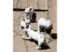 Дополнительные фото: Cachorros Chihuahua taza de té en ancisción