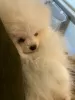 Дополнительные фото: Champion Sired Males White Cream Pomeranian