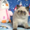 Фото №3. Экзотические короткошерстные котята Schattige Zoeken een nieuw thuis.. Бельгия