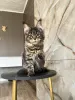 Фото №3. Котята мейн-кун премиум-класса ищут свою семью навсегда. Германия