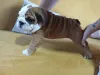 Дополнительные фото: Английский бульдог