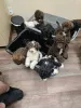 Фото №3. Labradoodle Welpen Zur усыновление.  Германия