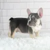 Дополнительные фото: Продаются щенки французского бульдога