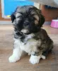 Дополнительные фото: Щенки лхаса апсо на усыновление