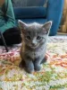 Фото №3. Chatons Bleu Russe в продаже. Бельгия