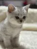 Дополнительные фото: Продам шотландского котенка
