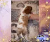 Дополнительные фото: Щенки кавалер кинг чарльз спаниель