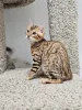 Фото №3. Wunderschöne Bengal-Kätzchen suchen einliebevolles neues Zuhause. Германия