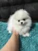 Дополнительные фото: Мини померанские шпицы, белые, боо.
