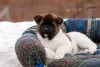 Дополнительные фото: Puppy American Akita