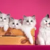 Дополнительные фото: Ragdoll Cittens